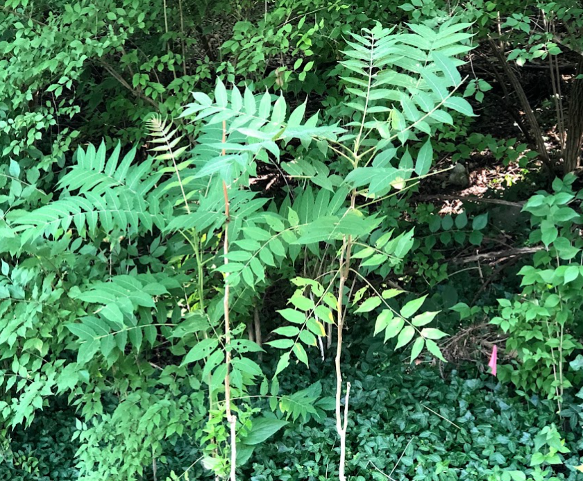 tree of heaven